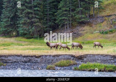 A herd of wild elk foraging and rest in prairie by the Bow river riverside at forest edge in autumn foliage season. Banff National Park Stock Photo