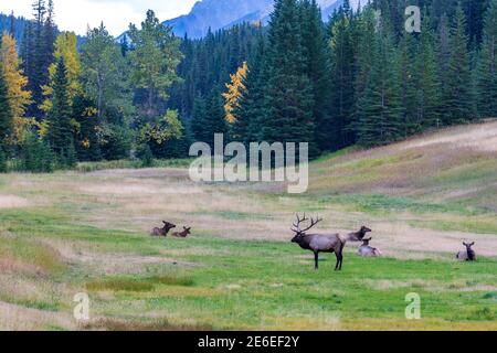 A herd of wild elk foraging and rest in prairie by the Bow river riverside at forest edge in autumn foliage season. Banff National Park Stock Photo