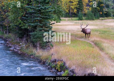 Wild bull elk resting and foraging alone in prairie by the riverside at forest edge in autumn foliage season. Banff National Park, Canadian Rockies. Stock Photo