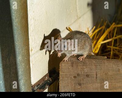 Brown Rat Rattus norvegicus and shadow in farm barn Stock Photo