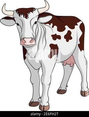 Color illustration with a spotted cow. Isolated vector object on white background. Stock Vector