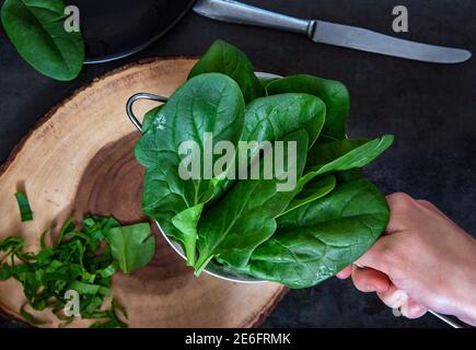 Female hand holds a colander with freshly washed spinach. Stock Photo