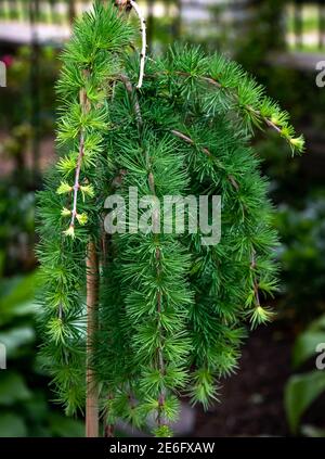 Lamenting larch on a stump grows in the garden. Stock Photo