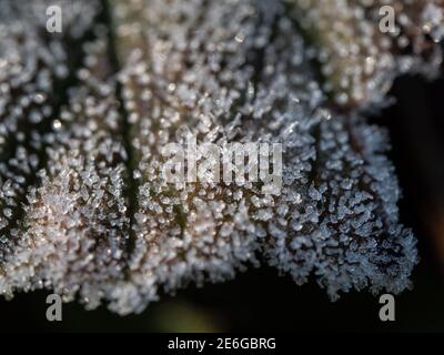 a close up of a brown leave covered in sugar like white ice crystals Stock Photo