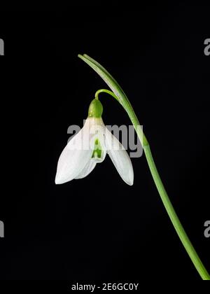A close up of a single flower of the single snowdrop Galanthus Magnet against a black background Stock Photo