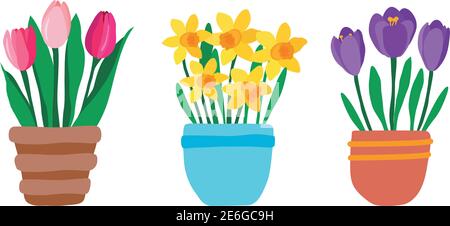 Set of spring garden flowers in pot. Pink Tulips, purple crocuses and yellow daffodils. Cute hand drawn colorful potted plants isolated on white Stock Vector