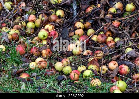 COLOURFUL ORCHARD VARIETY OF THE CRAB APPLE Malus sylvestris PROLIFIC FRUIT LYING ON THE GROUND IN WINTER Stock Photo
