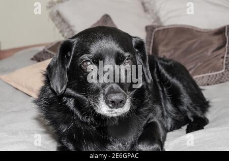 Senior dog with a grey muzzle sitting on the bed and looking at the camera Stock Photo