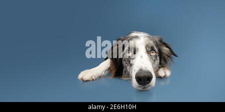 Sad border collie dog looking up and lying down on blue colored background. Stock Photo