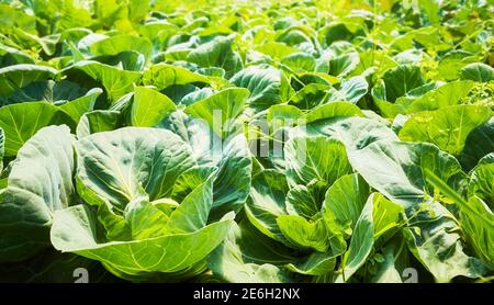 Organic cabbage plantation, selective focus. Stock Photo