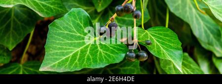 Berries or fruits of Ivy or Hedera helix. Stock Photo