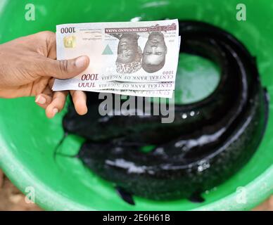 Hand holding and exchanging Nigerian naira note currency while purchasing or doing business transaction with cat fish in a green bowl. Stock Photo