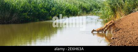 Saigas at a watering place drink water and bathe during strong heat and drought. Saiga tatarica is listed in the Red Book, Chyornye Zemli or Black Lan Stock Photo