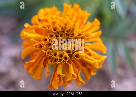 Orange Mexican Marigold flower (Tagetes) in the sunflower family (Asteraceae) macro close up top detailed view with blurred defocused background. Stock Photo