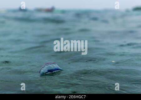 Bluebottle jelly fish (Portuguese Man o'war Stock Photo - Alamy