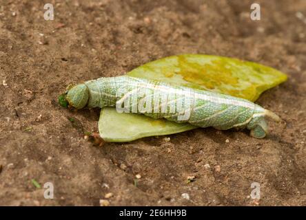 The caterpillar of the Oleander Hawk Moth becomes apple green as it grows before finally turning brown in it's final moult, before pupating Stock Photo