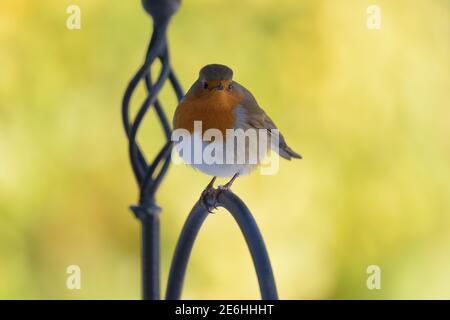 Round Robin Redbreast Perched on Black Metal Decorative Pole with Mottled Green Background Stock Photo