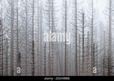Toter Wald  Harz Stock Photo