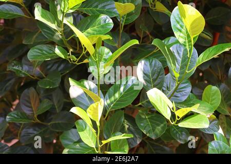 Closeup Image Of Beautiful Jackfruit Tree Leaves Stock Photo