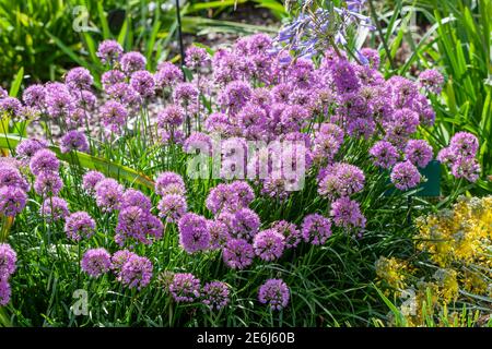 Allium carinatum subsp pulchellum 'Tubergens' a summer plant with a pink blue summertime flower in August and September and commonly known as flowerin Stock Photo