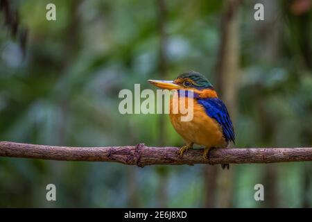 rufous-collared kingfisher Actenoides concretus male perch on a branch Stock Photo