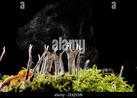 Candlesnuff Fungus: Xylaria hypoxylon. Dispersing spores in wind. Surrey, UK. Stock Photo