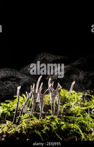 Candlesnuff Fungus: Xylaria hypoxylon. Dispersing spores in wind. Surrey, UK. Stock Photo