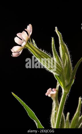 Night Flowering Catchfly: Silene noctiflora.  Surrey, UK Stock Photo