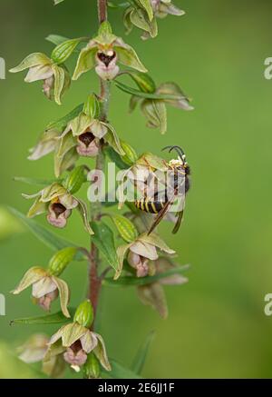 Broad Leaved Helleborine: Epipactis helleborine. Pollination by Saxon Wasp: Dolichovespula saxonica. Surrey, UK.  Note pollinia on Wasp’s head. Stock Photo