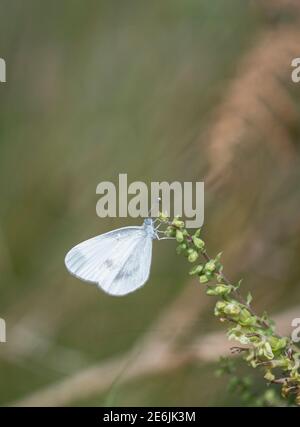 Wood White Butterfly: Leptidea sinapis. Surrey, UK. Stock Photo