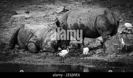 Rhino Love. During a drive in the Pilanesberg National Park, we came across a rhino couple showing affection by a watering hole. Stock Photo