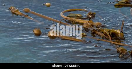 Bull Kelp (Nereocystis luetkeana) floating on the ocean's surface off the coast of Alaska, USA. Stock Photo