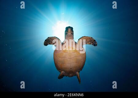 Green sea turtle (Chelonia mydas) from below with sun behind. Roatan, Islas de la Bahia, Honduras Stock Photo