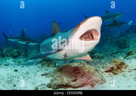 Caribbean reef shark (Carcharhinus perezi) eating with open mouth showing teeth. Cordelia Bank, Roatan, Islas de la Bahia, Honduras Stock Photo