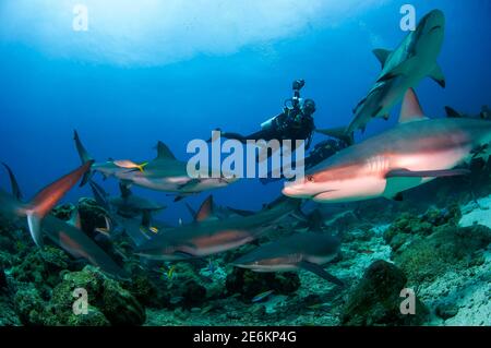 Scuba divers swimming with a big school of Caribbean reef shark (Carcharhinus perezi) in the Caribbean Sea. Stock Photo