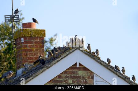 Starling (Sturnus vulgaris) flock of more than 20 young immature birds on a house roof with one or two adults Stock Photo