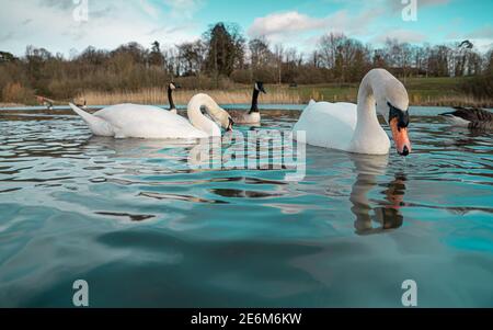 Large White British Mute Swan Swans low water level view close up macro photography on lake in Hertfordshire with canadian geese in background female Stock Photo