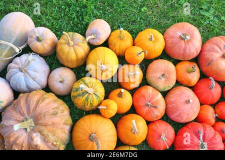 Pumpkins and squashes, colorful autumn vegetables. Stock Photo