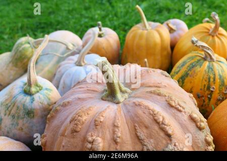 Closeup of pumpkins harvest. Cucurbita moschata Maroc squash in the foreground. Stock Photo