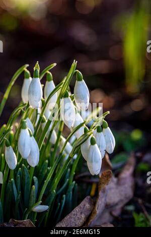 Delicate snowdrops on a sunny winters day Stock Photo
