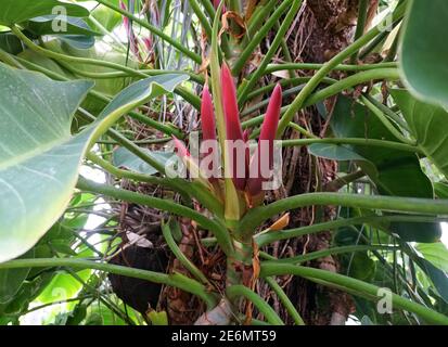 The red young leaves of Philodendron tropical vine plant Stock Photo