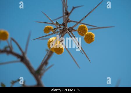 Water Acacia or Water Thorn Blooming with Yellow Blossoms in Etosha National Park, Namibia, Africa, also called Acacia Nebrownii in Latin Stock Photo