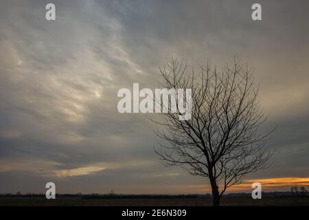 Clouds after sunset and the silhouette of a tree without leaves Stock Photo