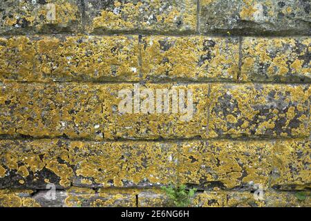 Macro close-up texture of yellow lichen growing on a wall, Germany Stock Photo