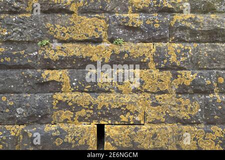 Macro close-up texture of yellow lichen growing on a wall, Germany Stock Photo