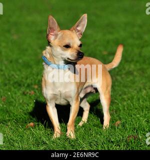 chihuahua dog Stock Photo