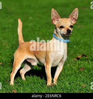 chihuahua dog Stock Photo