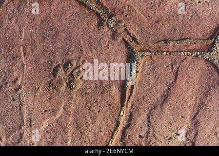 Dog's footprint on cement concrete floor texture background with vintage tone strong shadows Stock Photo