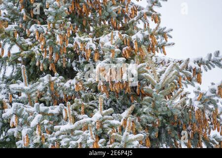 The cones on the pine tree crown. Pine cocoon in winter, close up Stock Photo