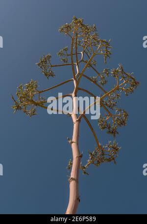 flower stalk of agave growing against the blue sky, Namibia Stock Photo